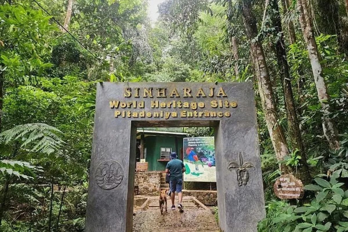 Pitadeniya Gateway and Sinhagala Expedition Sinharaja